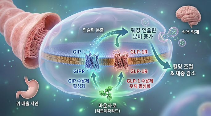 마운자로 부작용, 가격보다 먼저 봐야 할 것은? 관련 해부 구조 그림
